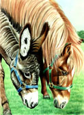 Donkey and Mule Art - Farm Mascots